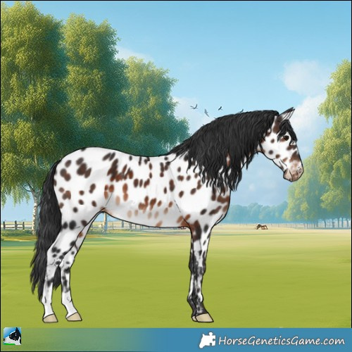Horse Color:Brown Appaloosa 