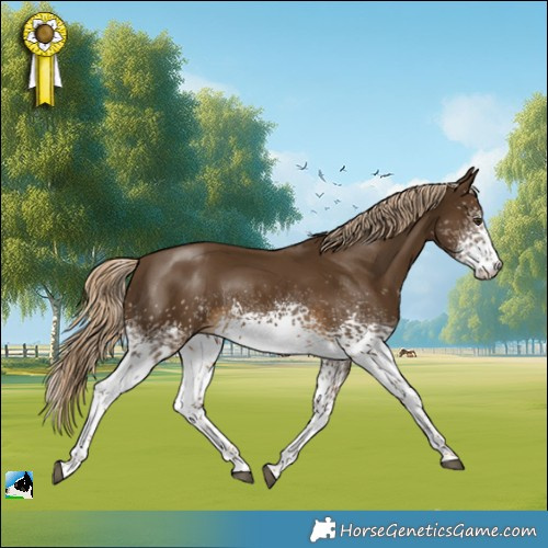 Horse Color:White Spotted Chocolate Palomino Sabino 