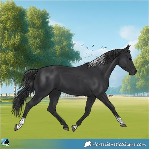 Horse Color:Black Tobiano 