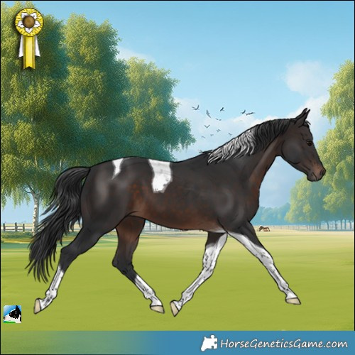 Horse Color:Brown Tobiano 