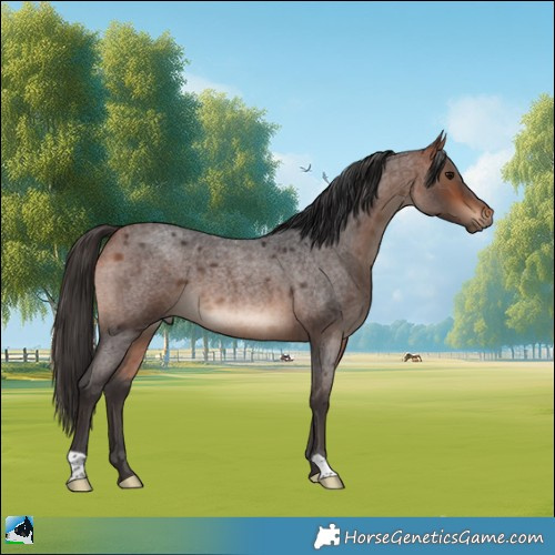 Horse Color:Bay Roan 