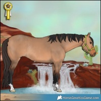 Horse Color:Bay Dun Rabicano