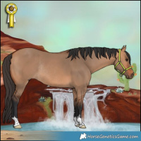 Horse Color:Bay Dun Rabicano 