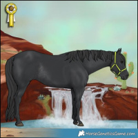 Horse Color:Black Rabicano 