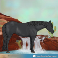 Horse Color:Black Rabicano 