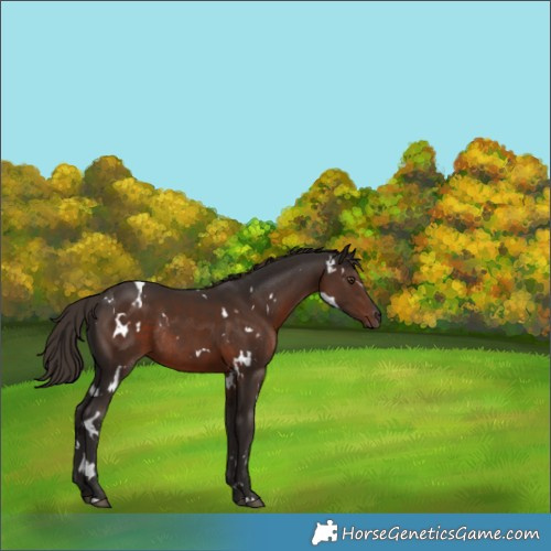 Horse Color:White Spotted Liver Chestnut Rabicano 