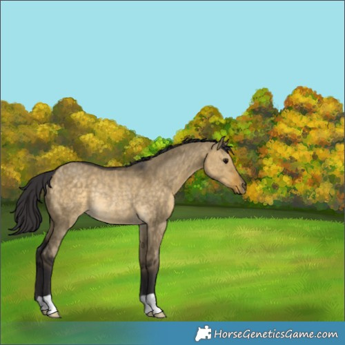 Horse Color:Buckskin Dun Rabicano 