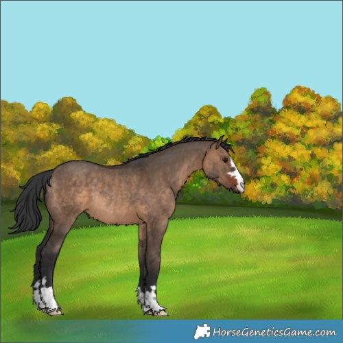 Horse Color:Brown Dun Rabicano 