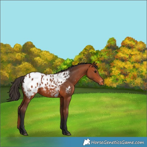 Horse Color:Bay Appaloosa 