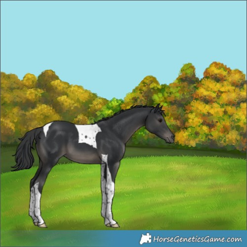 Horse Color:Black Tobiano 