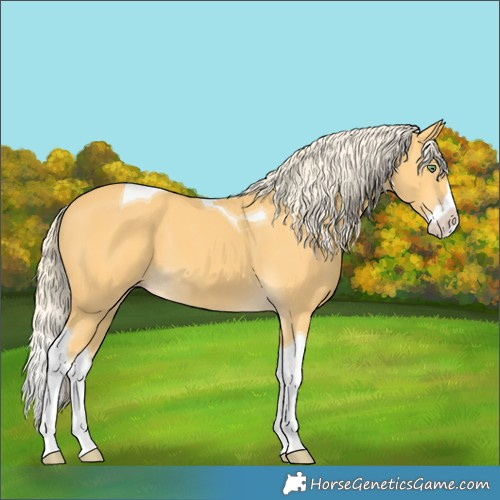 Horse Color:Gold Cream Champagne Splash Tobiano 