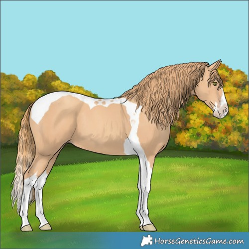 Horse Color:Gold Champagne Splash Tobiano 