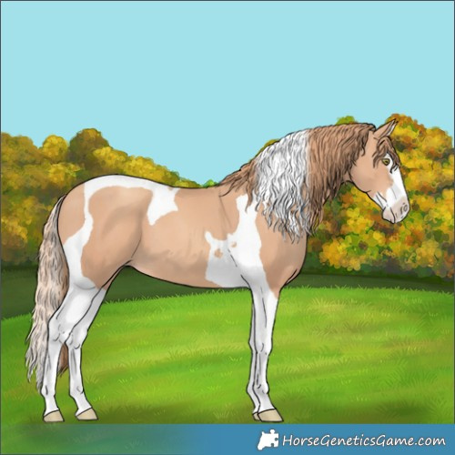 Horse Color:Gold Champagne Splash Tobiano 