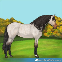 Horse Color:Bay Roan Dun 