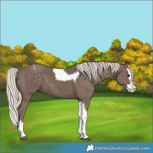 Horse Color:Silver Black Splash Tobiano 