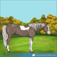 Horse Color:Silver Black Splash Tobiano