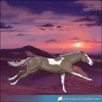 Horse Color:Silver Black Splash Tobiano 