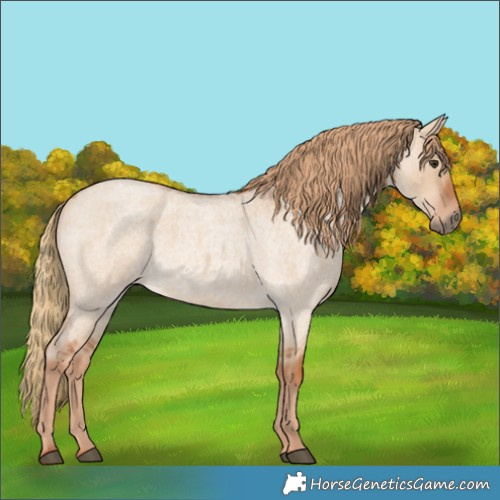 Horse Color:Red Dun Roan 