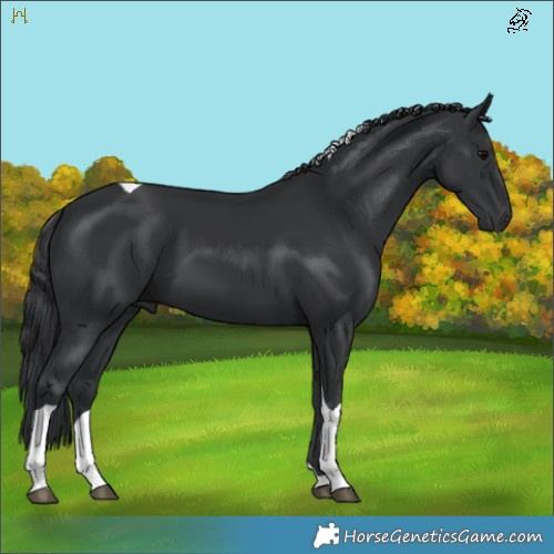 Horse Color:Black Tobiano 