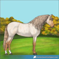 Horse Color:Red Dun Roan 