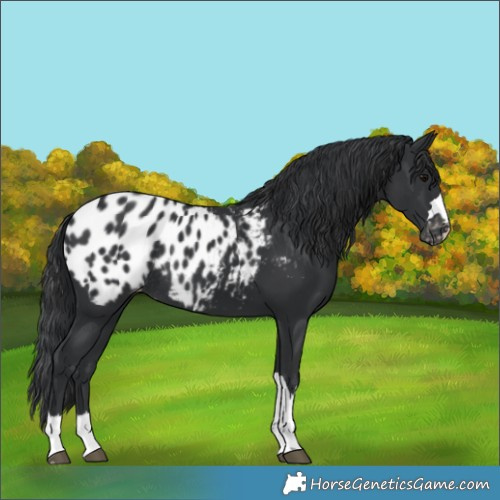 Horse Color:Black Appaloosa Rabicano 