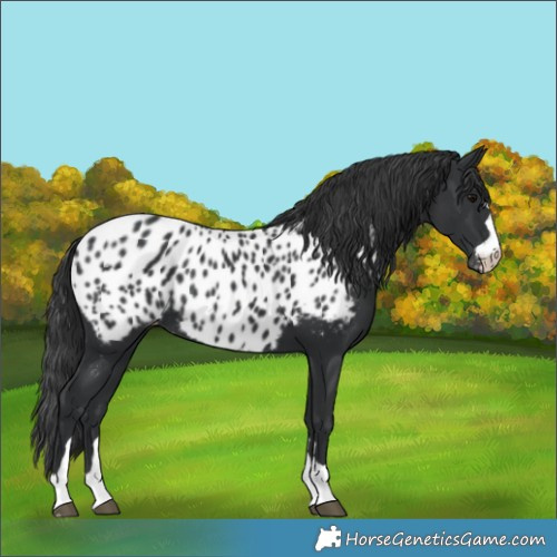 Horse Color:Black Appaloosa Rabicano 