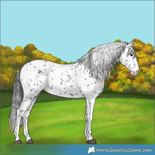 Horse Color:Black Appaloosa Rabicano 