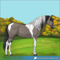 Horse Color:Grullo Tobiano