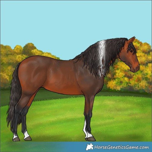 Horse Color:Bay Tobiano 