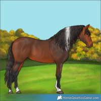 Horse Color:Bay Tobiano 
