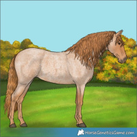 Horse Color:Red Roan
