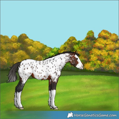 Horse Color:Bay Splash Appaloosa 