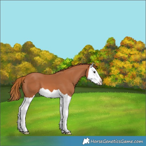 Horse Color:Chestnut Splash 