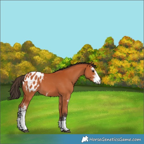 Horse Color:Bay Sabino Appaloosa 