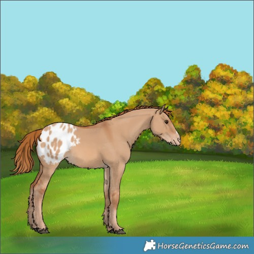 Horse Color:Red Dun Appaloosa 