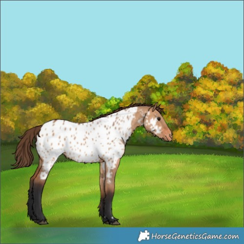 Horse Color:Bay Dun Appaloosa 
