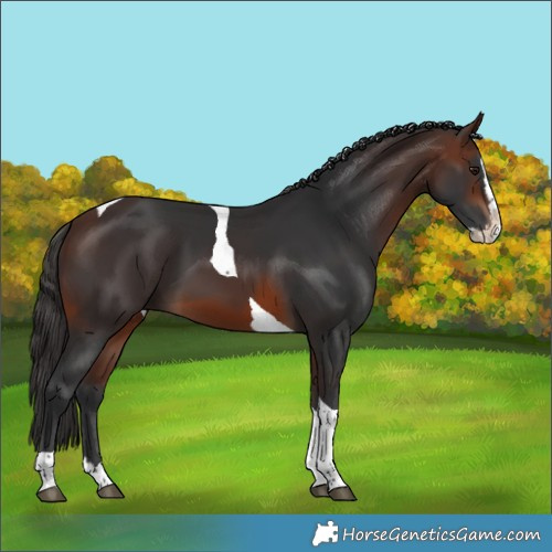 Horse Color:Brown Splash Tobiano 