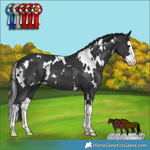 Horse Color:White Spotted Black Splash 