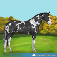 Horse Color:White Spotted Black Splash 