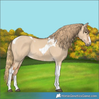 Horse Color:Red Dun Tobiano
