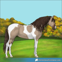 Horse Color:Liver Red Dun Tobiano