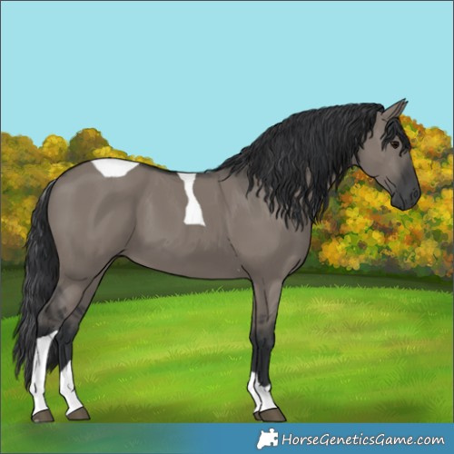 Horse Color:Grullo Tobiano 