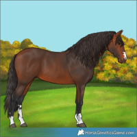 Horse Color:Bay 