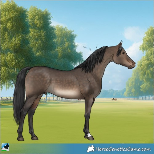 Horse Color:Brown Dun