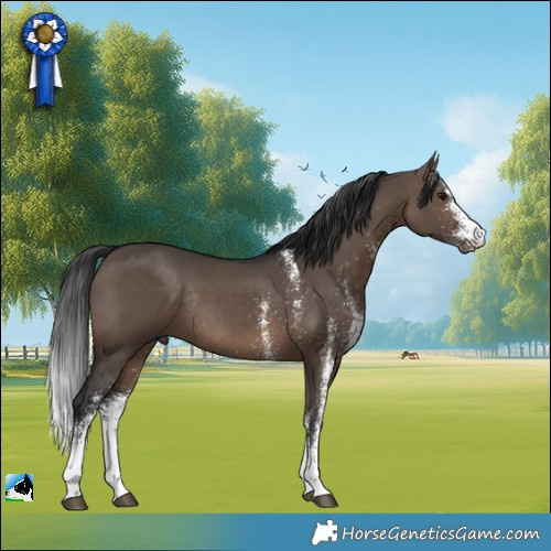 Horse Color:White Spotted Brown Dun Rabicano 