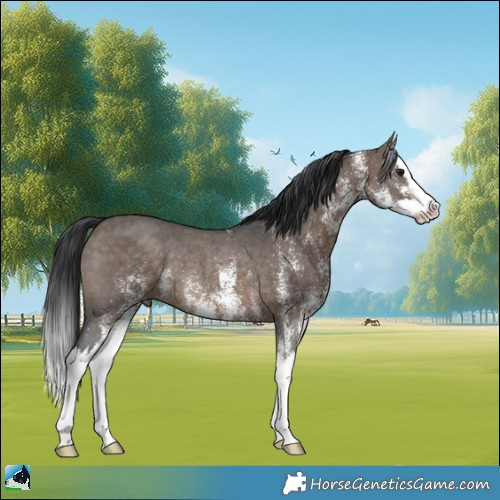 Horse Color:White Spotted Brown Dun Splash Rabicano