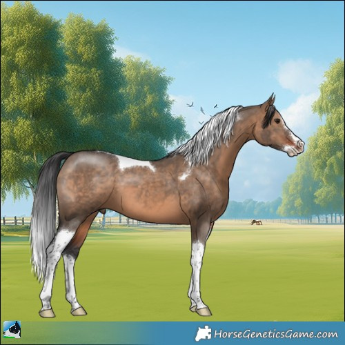 Horse Color:Brown Dun Splash Tobiano 