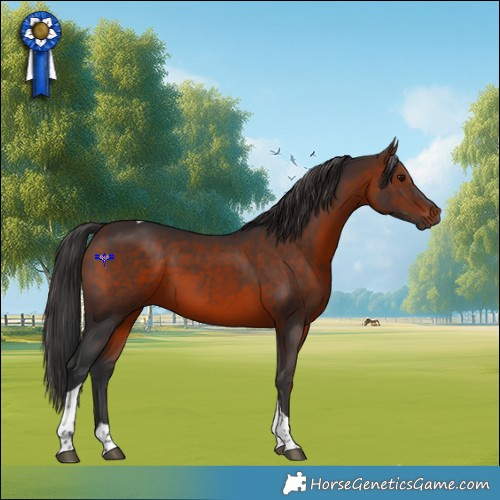 Horse Color:Brown Tobiano Rabicano