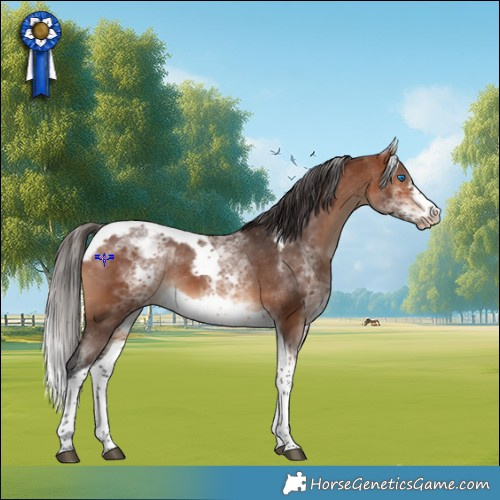 Horse Color:White Spotted Bay Tobiano Frame Appaloosa Rabicano 