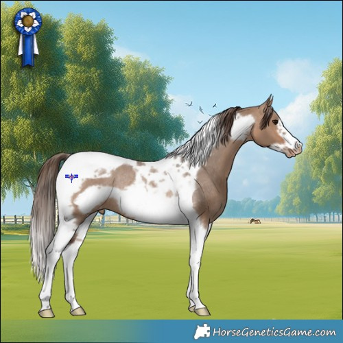 Horse Color:Brown Dun Tobiano Frame Appaloosa Rabicano 